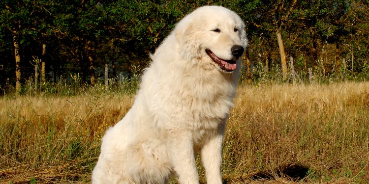 Maremma Dogs Vs Great Pyrenees