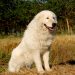 Maremma Dogs Vs Great Pyrenees