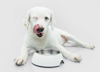 Alternatives To Orijen Dog Food