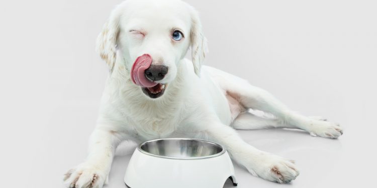 Alternatives To Orijen Dog Food