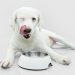 Alternatives To Orijen Dog Food
