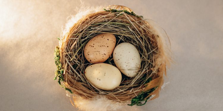 How long does it take for bird eggs to hatch?