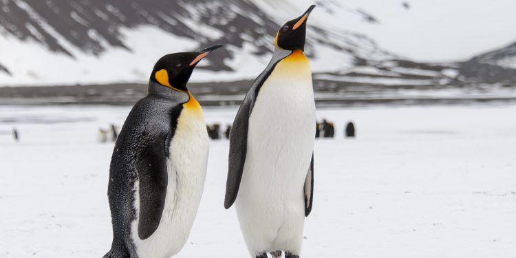 Which bird is used as the official mascot to the linux operating system?
