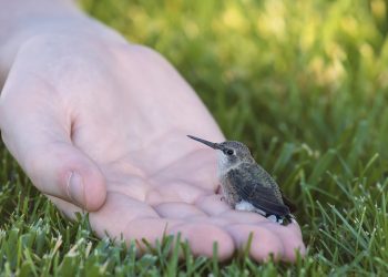 How do you help a baby bird that fell out of its nest