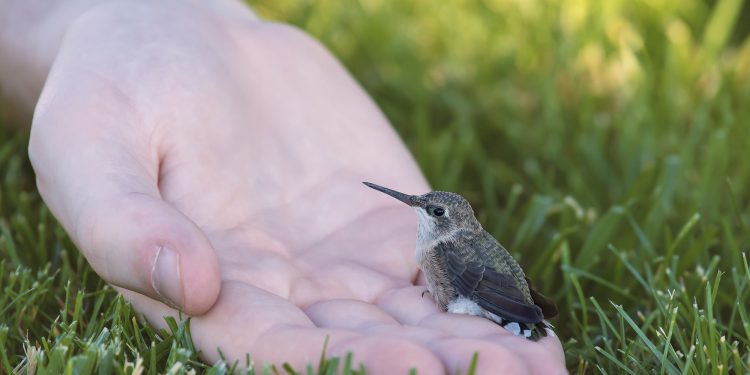 How do you help a baby bird that fell out of its nest