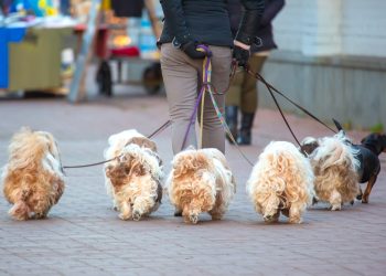 The 10 Best Poodle Mixes for Seniors