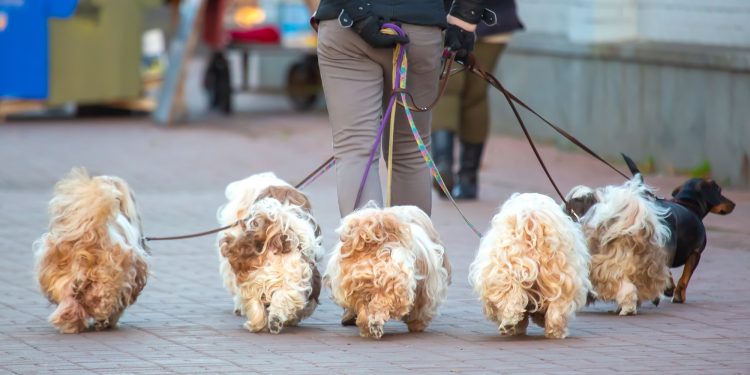 The 10 Best Poodle Mixes for Seniors