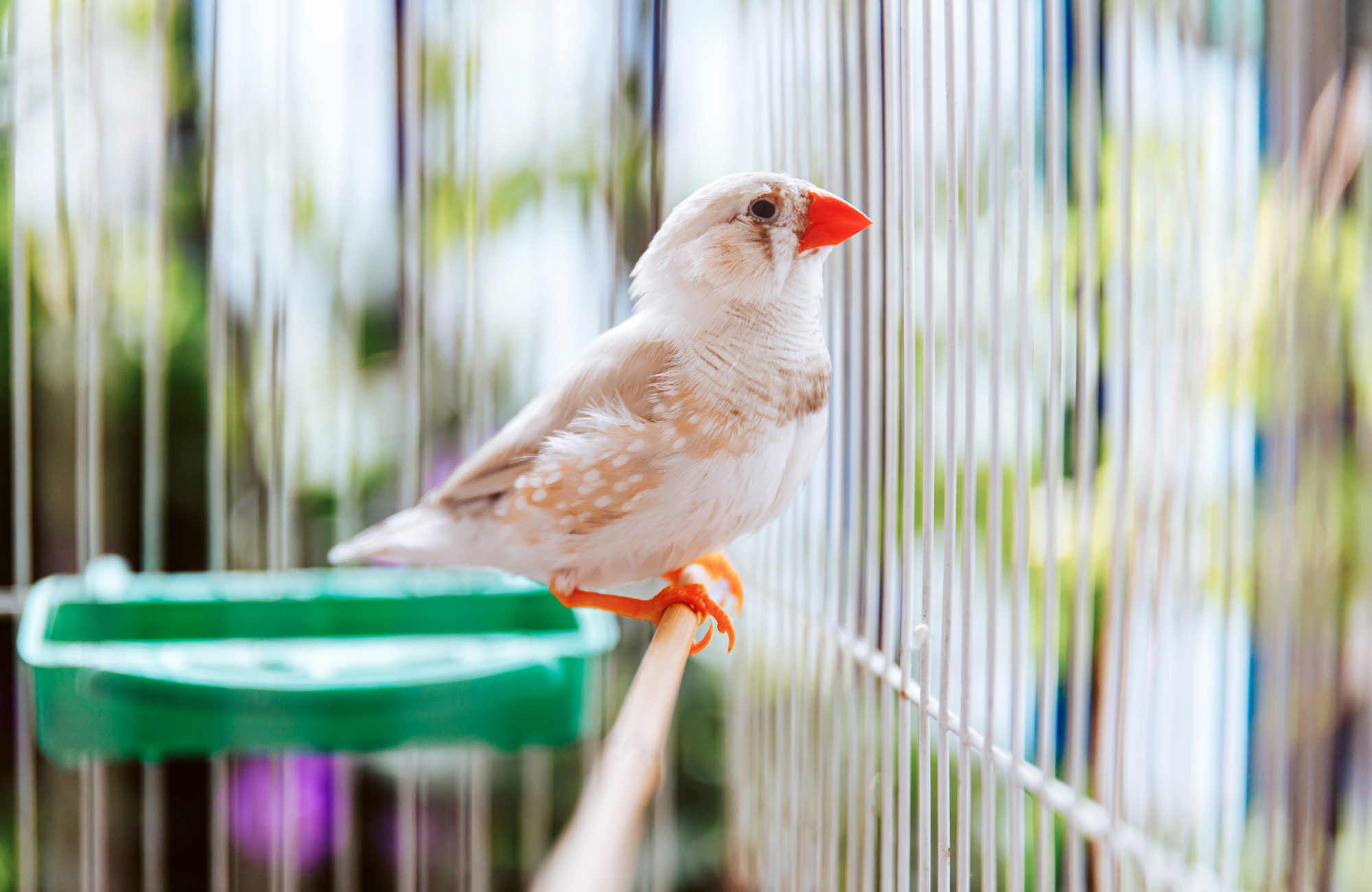 Why does the caged bird sing?