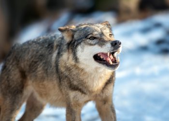 Northern Inuit Dog Vs. Tamaskan