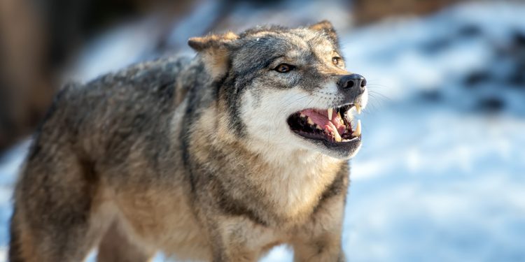 Northern Inuit Dog Vs. Tamaskan