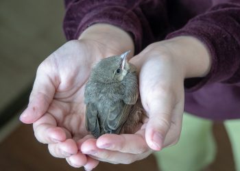 Can I pick up a baby bird?