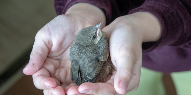 Can I pick up a baby bird?