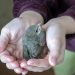 Can I pick up a baby bird?