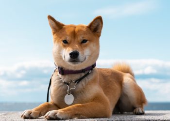 4 Cutest Japanese Dog Breeds: Akita Inu, Shiba Inu, Hokkaido Inu and Japanese Spitz
