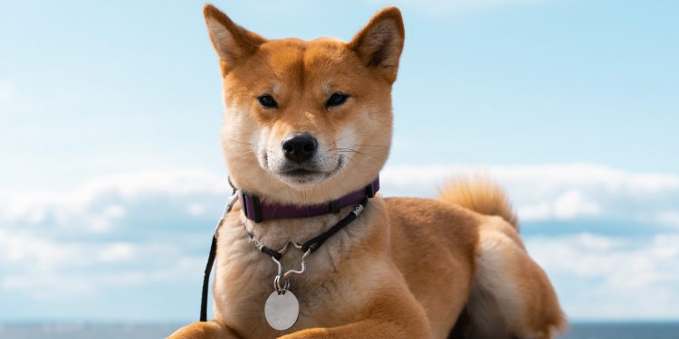 4 Cutest Japanese Dog Breeds: Akita Inu, Shiba Inu, Hokkaido Inu and Japanese Spitz