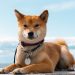 4 Cutest Japanese Dog Breeds: Akita Inu, Shiba Inu, Hokkaido Inu and Japanese Spitz