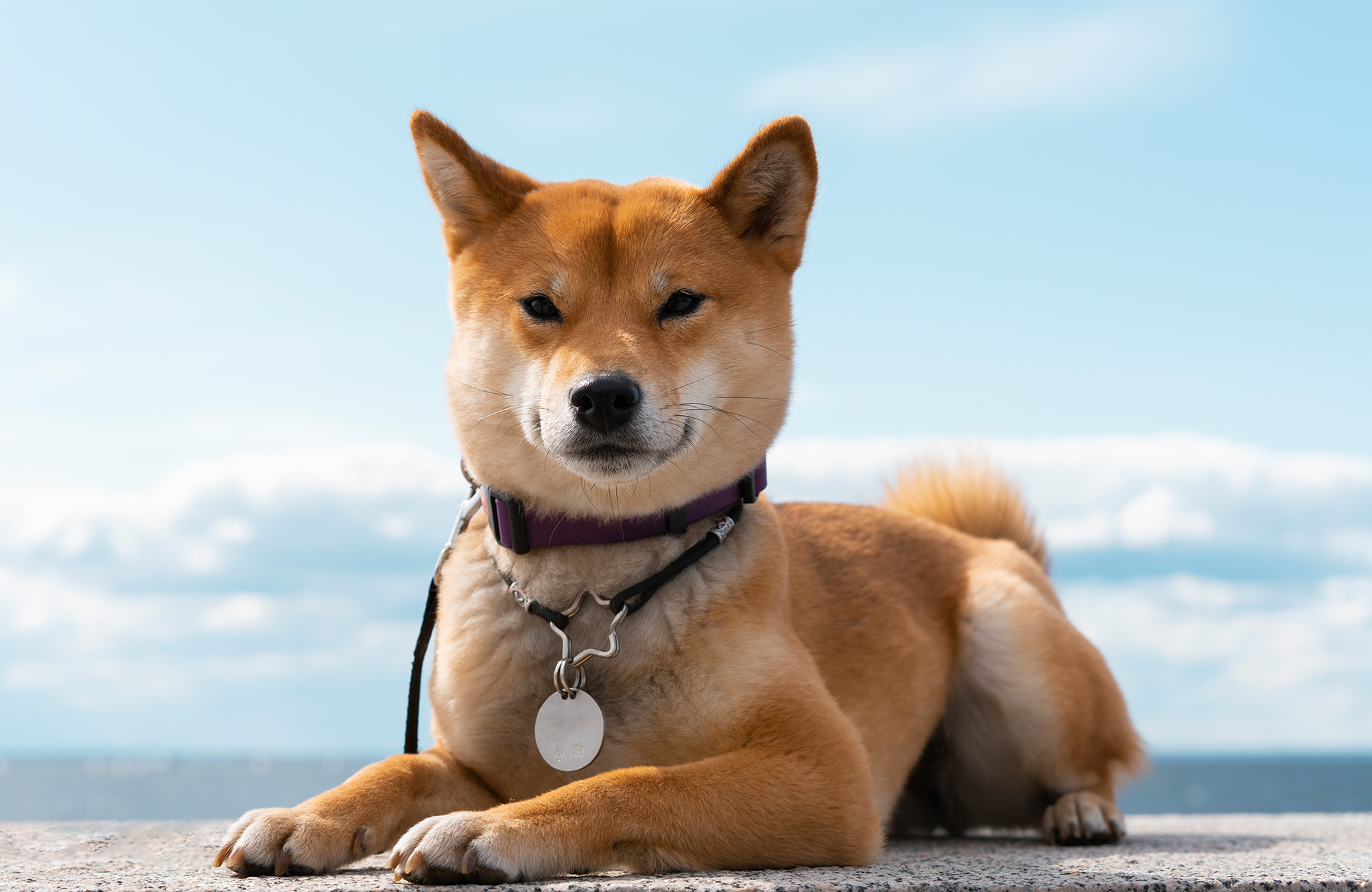 4 Cutest Japanese Dog Breeds: Akita Inu, Shiba Inu, Hokkaido Inu and Japanese Spitz