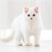 What Does It Mean When You Dream About a White Cat?