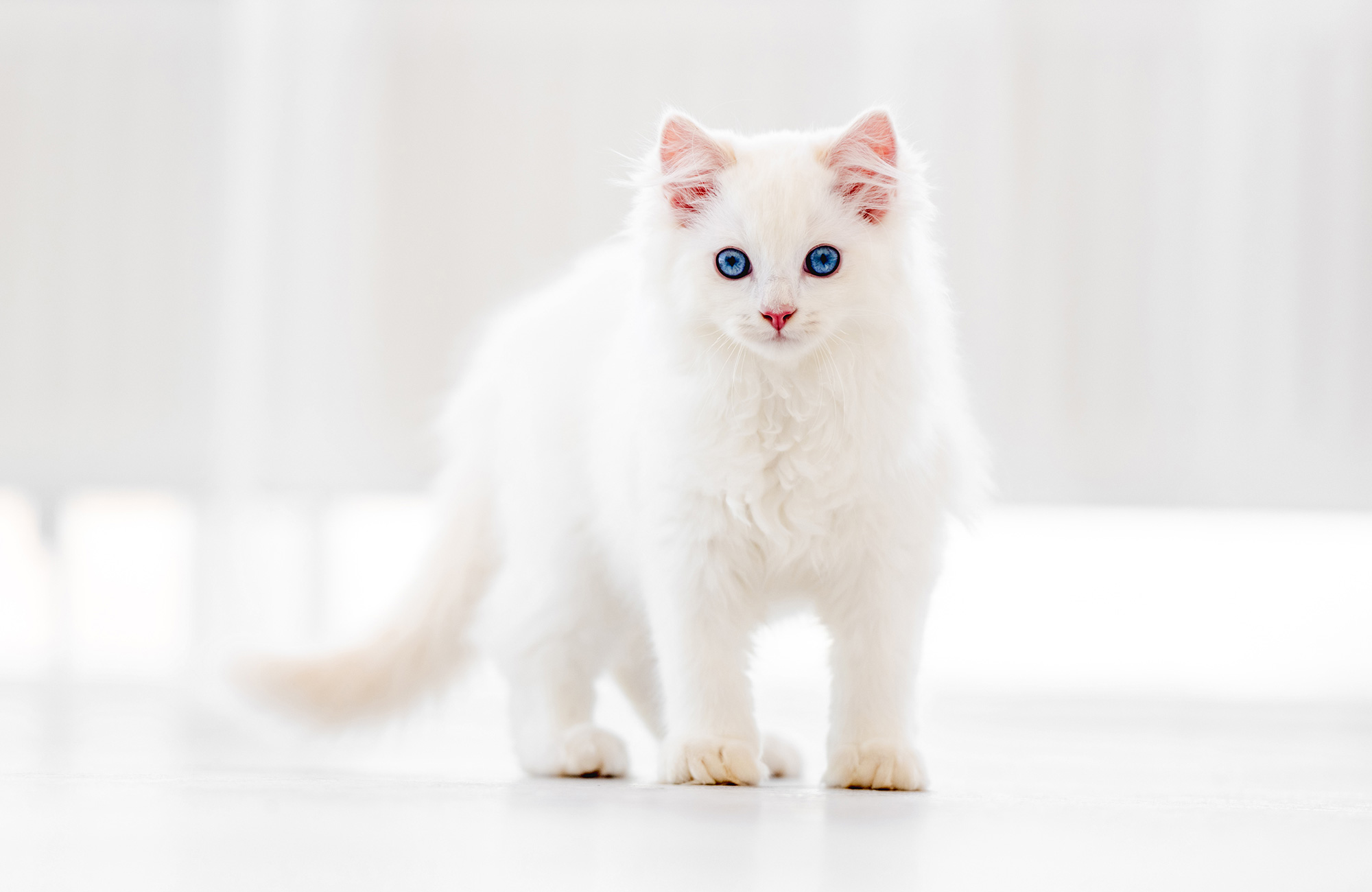 What Does It Mean When You Dream About a White Cat?