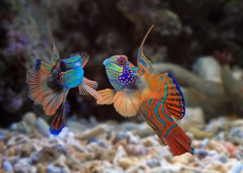 How do fish reproduce?