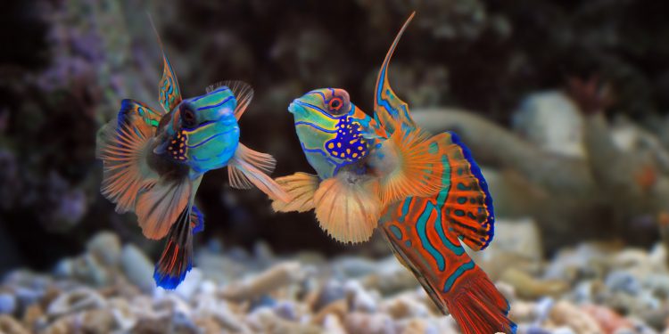 How do fish reproduce?