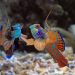 How do fish reproduce?
