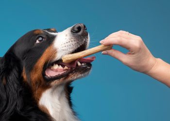 5 best Chewer Dog Toys