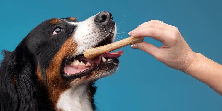 5 best Chewer Dog Toys