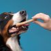 5 best Chewer Dog Toys