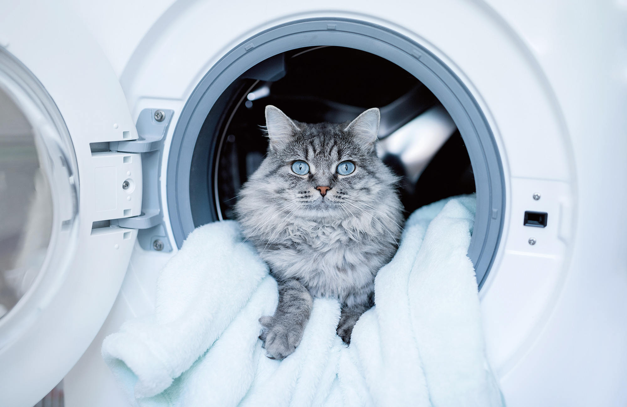 Does washing clothes get rid of cat hair?